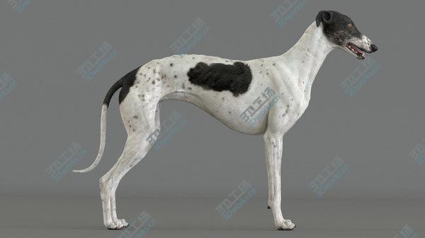 images/goods_img/20210312/3D model Greyhound (4)/3.jpg